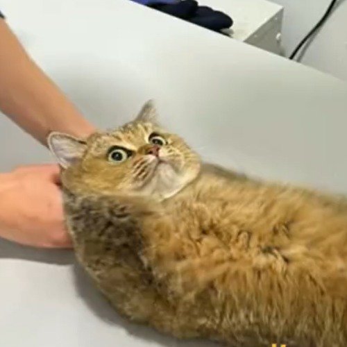 猫咪在家跑酷把脊椎骨头撞裂了