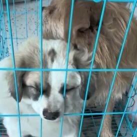 两条流浪狗已被啾啾主人收养