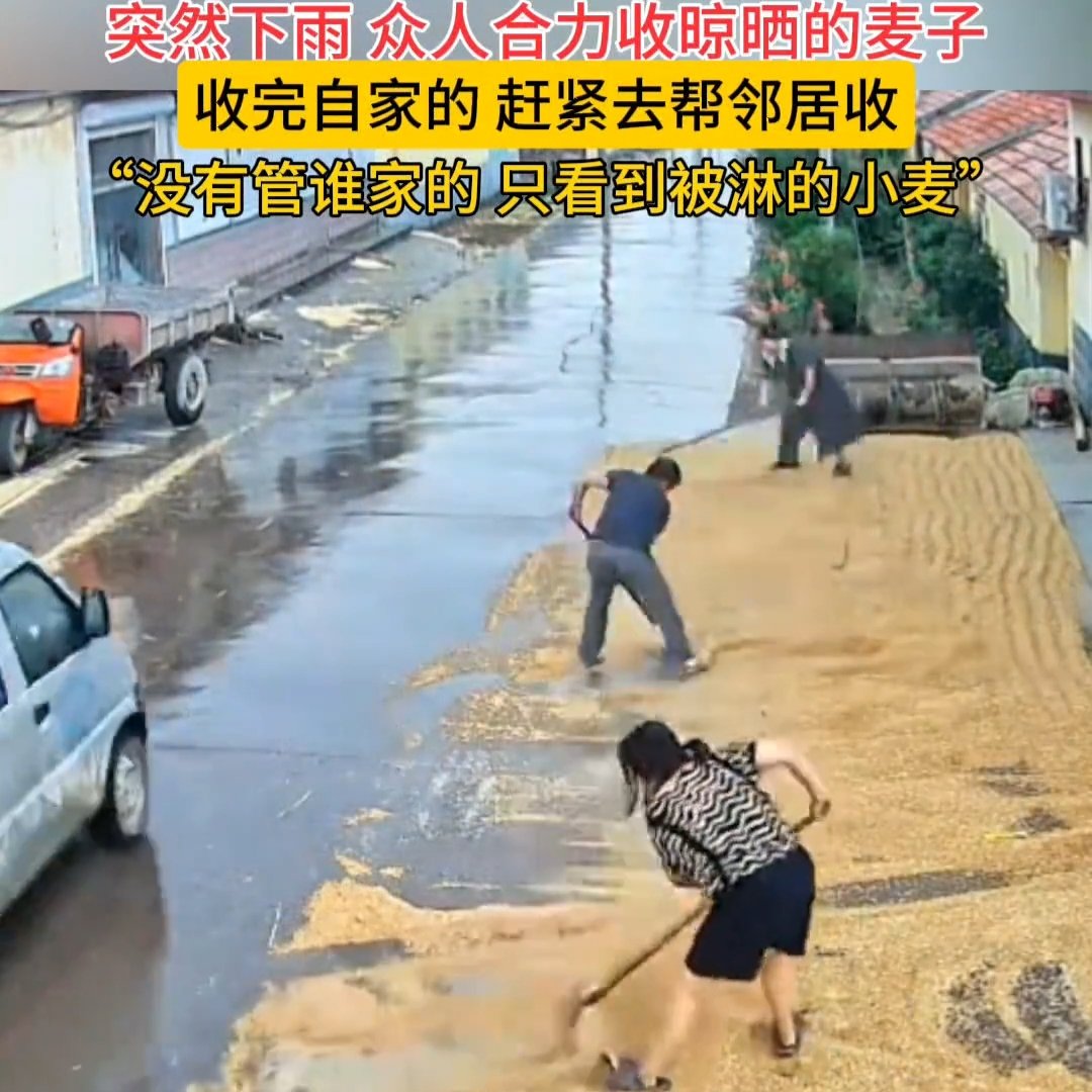 晴天突降大雨众人合力帮邻居收麦子