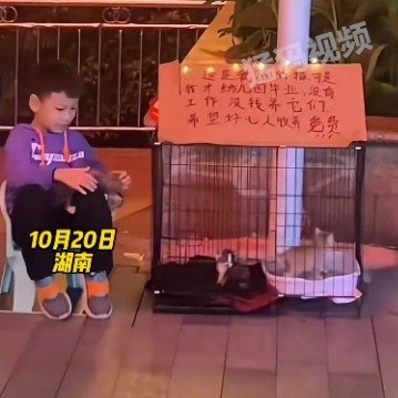 小男孩摆摊帮流浪猫找主人