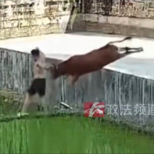 男孩遭牛犊追击跳入水田躲避