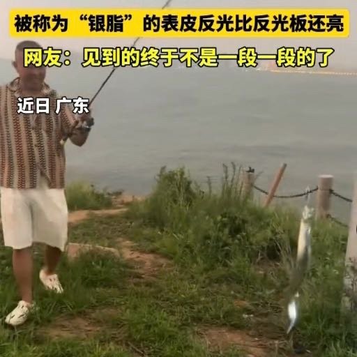 广东见到了活着的带鱼