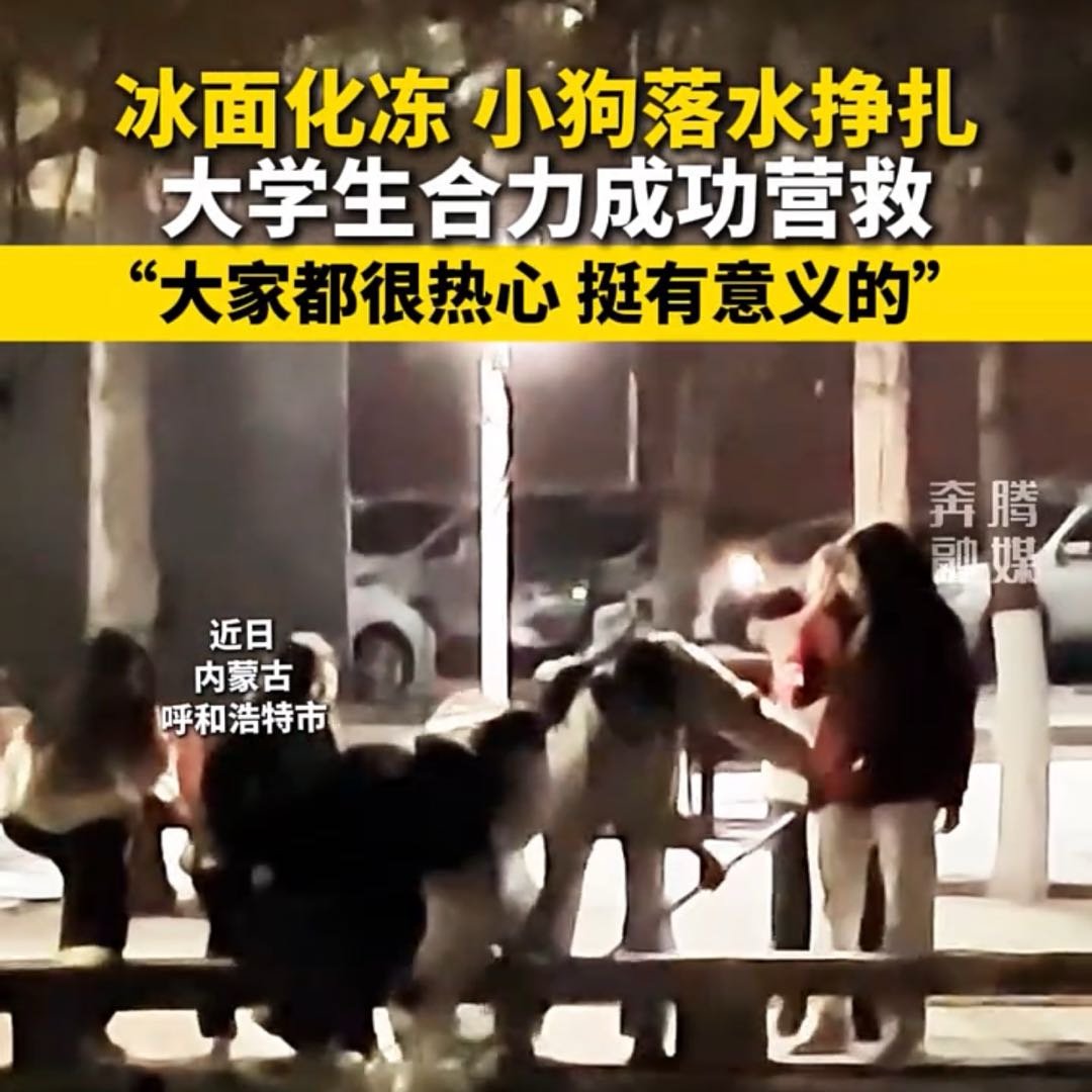 冰面融化小狗落水大学生合力营救