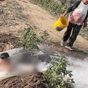 姥姥田间浇地为外孙自制水上乐园