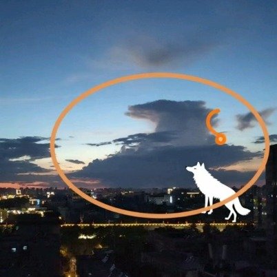 西安云端现狼犬幻影