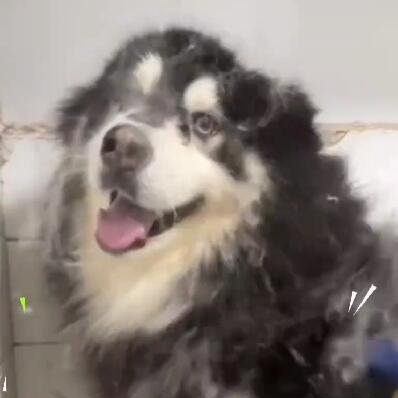 半年没洗澡的阿拉斯加毛毛漫天飞