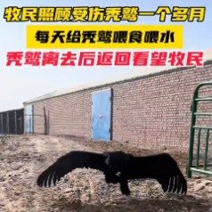 受伤秃鹫被牧民救助后经常回家做客