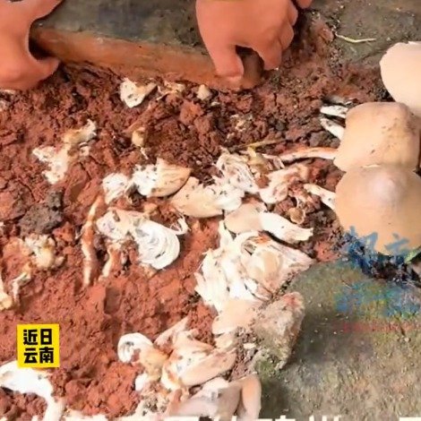 云南人院子里长鸡枞直接撬地板