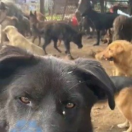 官方回应靖边现非法屠宰贩卖犬只窝点