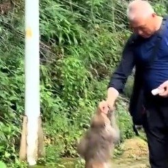 黔灵山老人与猴哥对齐了颗粒度