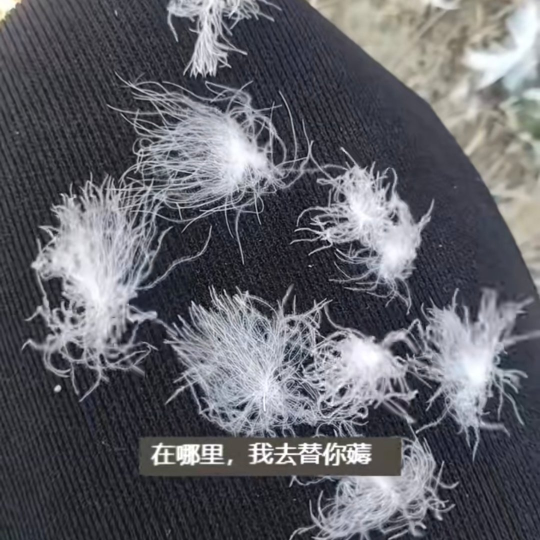 没想到大鹅这么抢手