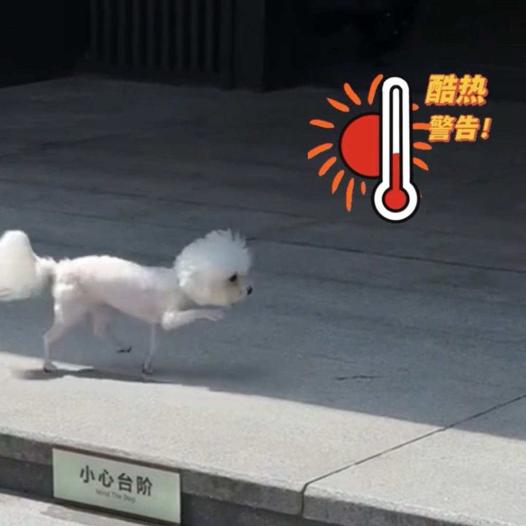 重庆一小狗踏出户外地被烫的直叫唤