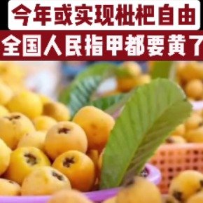 今年或实现枇杷自由