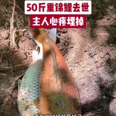 50斤重锦鲤去世主人心疼埋掉