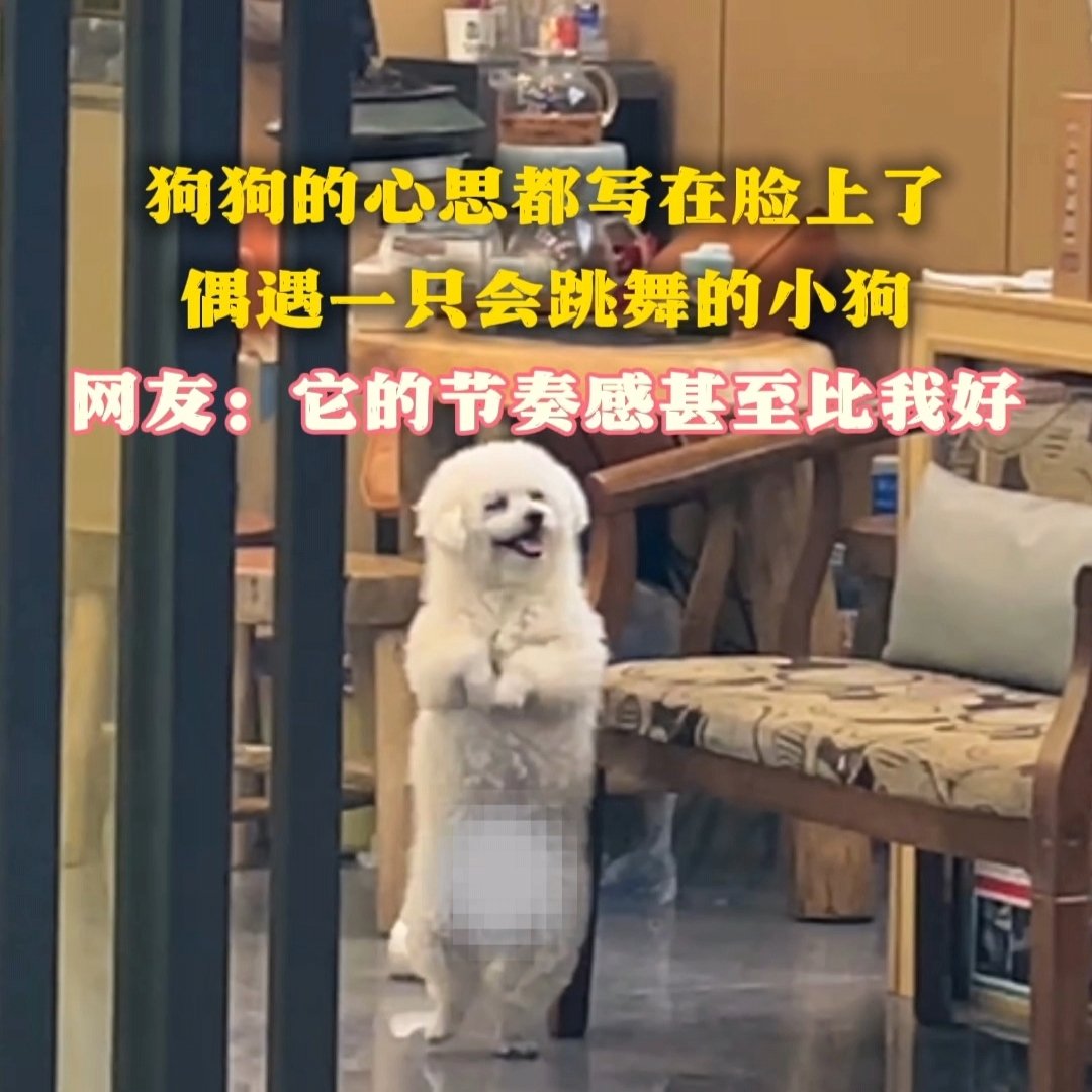 偶遇一只会跳舞的小狗