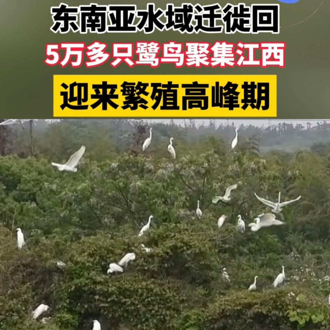 五万多只鹭鸟聚集江西了