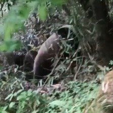 野生大熊猫觅食飞快跑入竹林