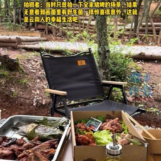 云南网友露营餐桌旁捡到野生菌