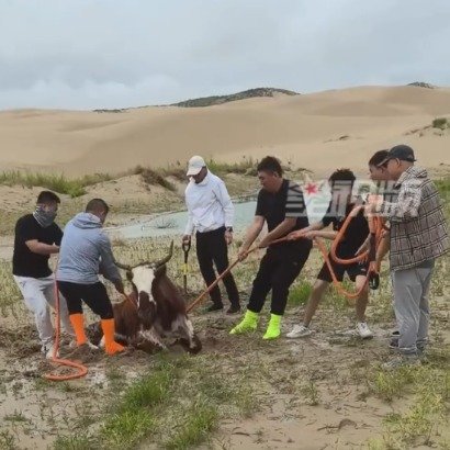 牛陷进沙漠泥潭众人拔萝卜式救出