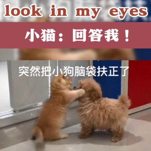 小猫把小狗脑袋扶正了