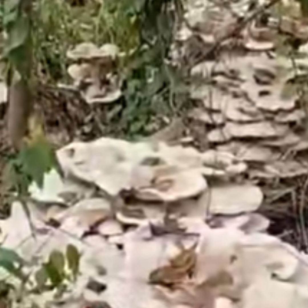 网友发现超大野生菌窝如蜿蜒河流