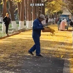 云大撒银杏叶的大叔好可爱