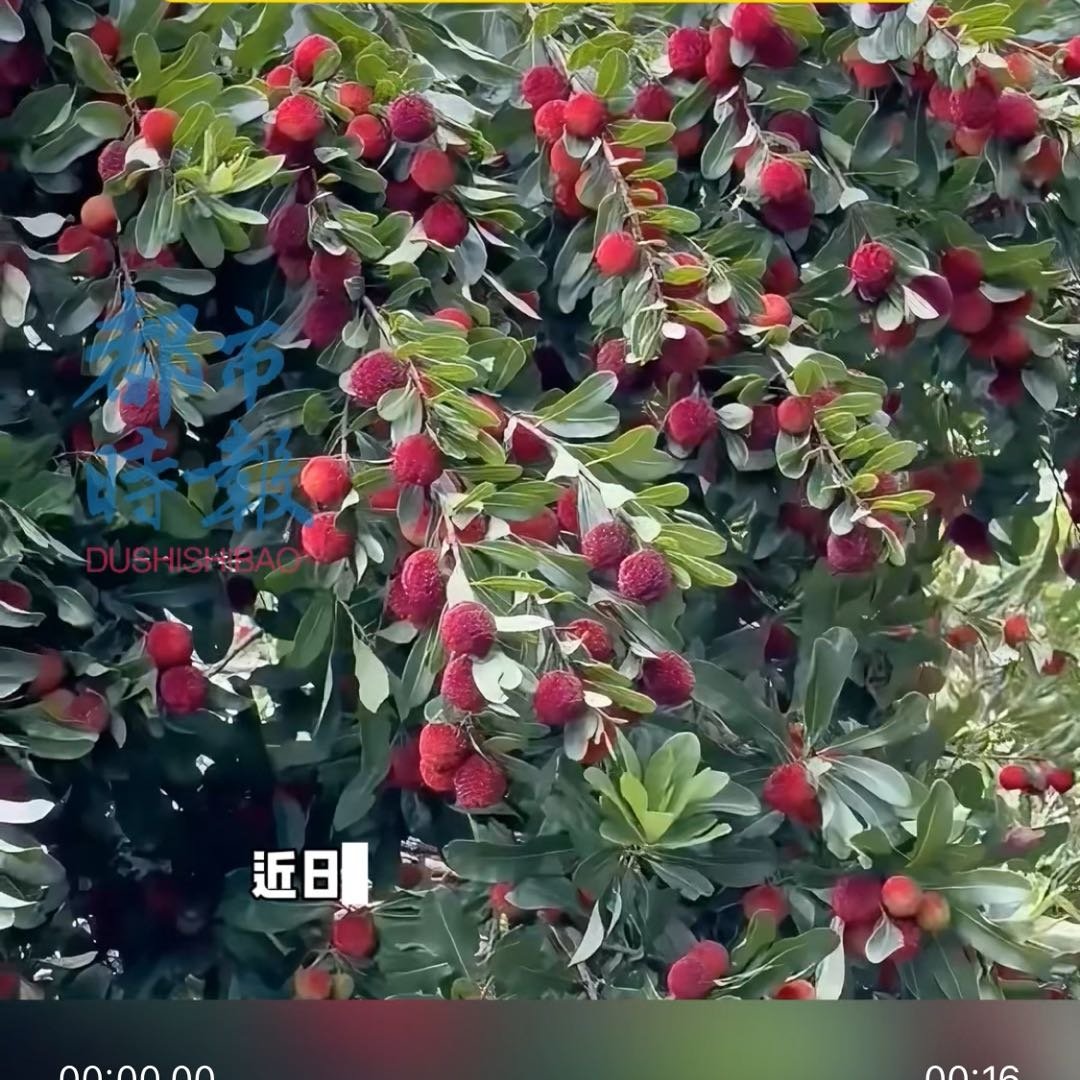 大爷肚胀查出肿瘤取出半碗杨梅核