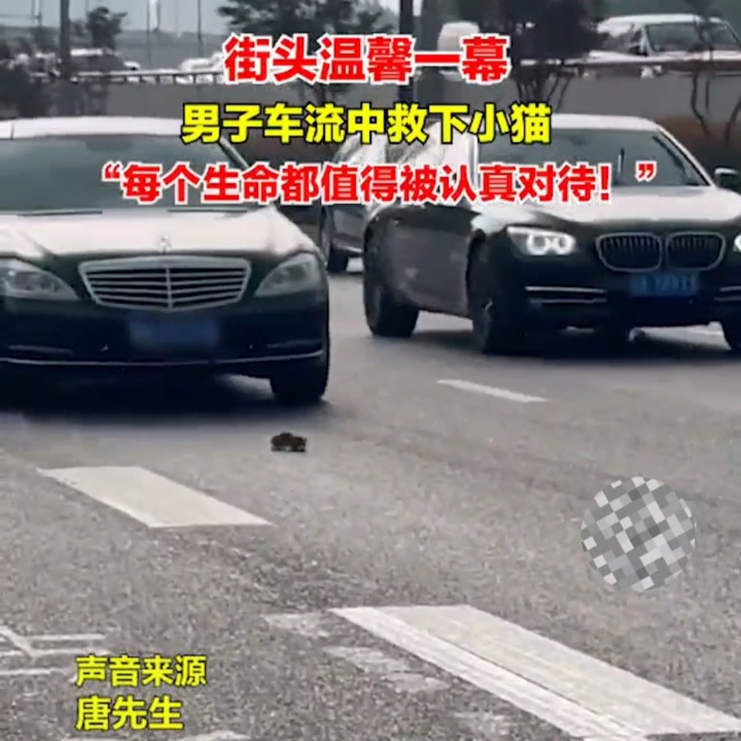 男子在车流中救下小猫