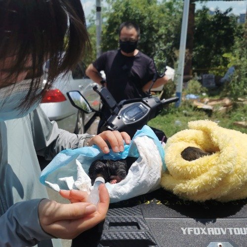 在贵阳被拦截大货车载有800余只猫狗