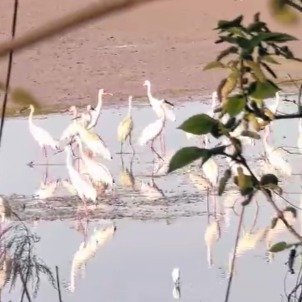 合肥湿地迎来最大白鹤种群