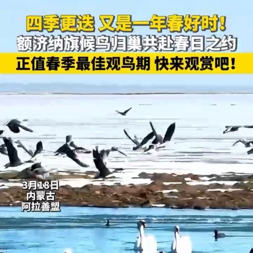 额济纳旗候鸟归巢共赴春日之约