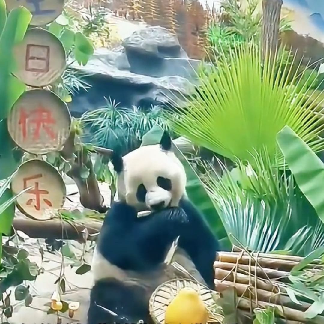 重庆永川大熊猫爱莲五岁了