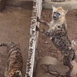 动物园回应老虎翻墙揍鬣狗