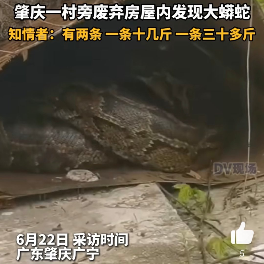 两大蟒蛇盘踞废弃房屋产大蛇蛋