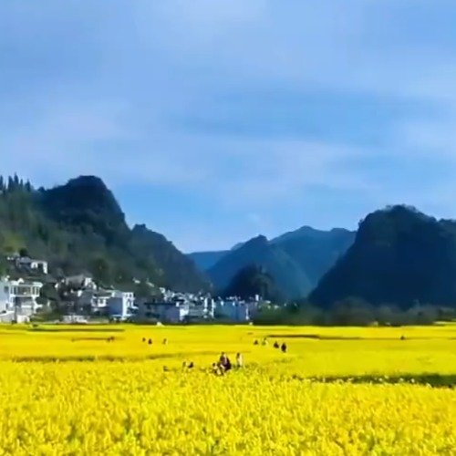万峰林油菜花即将进入盛花期