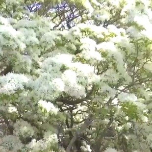 青岛300年古流苏树花开如雪幽香数里
