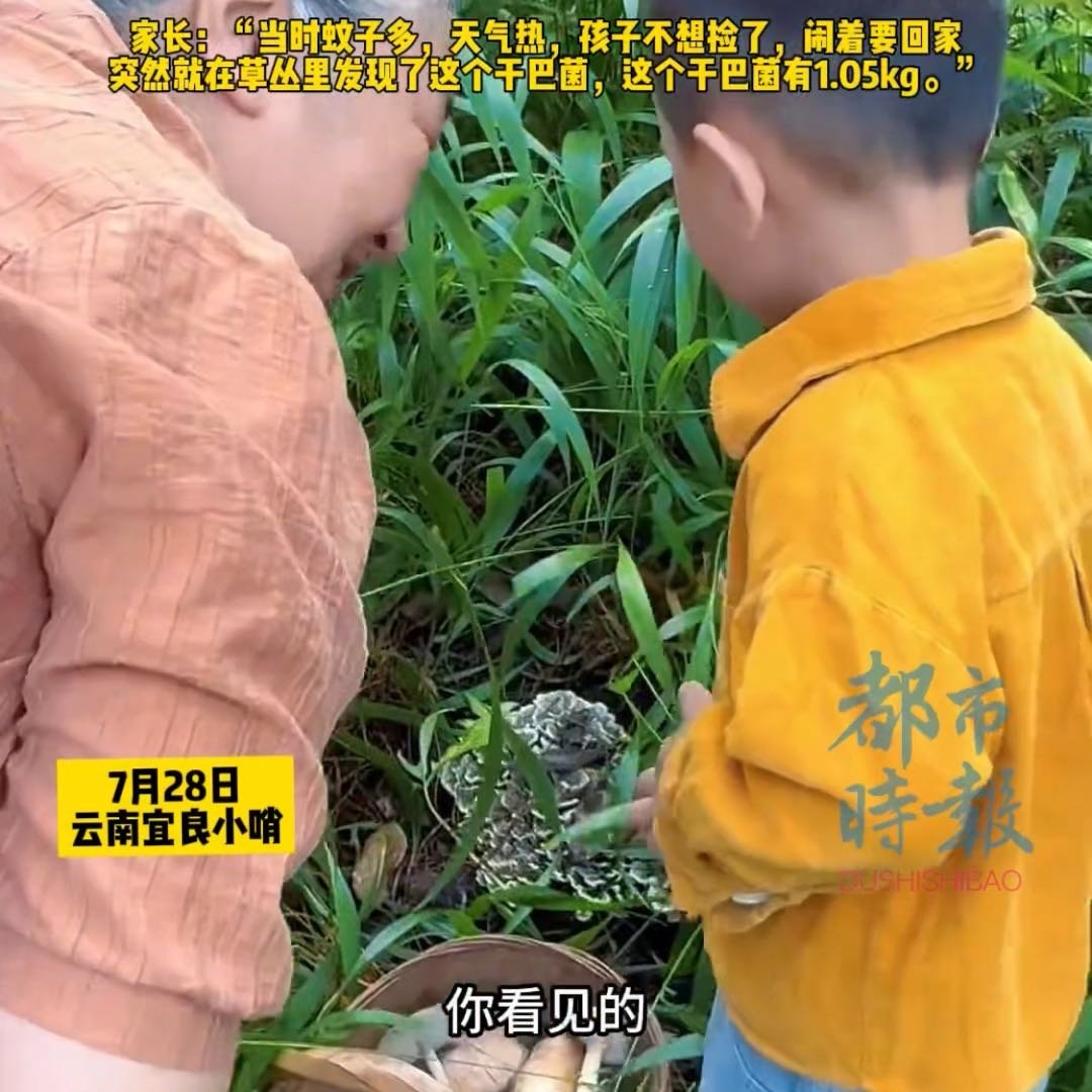 萌娃说不捡菌下秒就发现2斤干巴菌