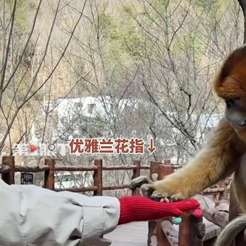 陕西金丝猴吃东西有多优雅