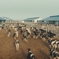教授称中国奶质量完全可以放心喝