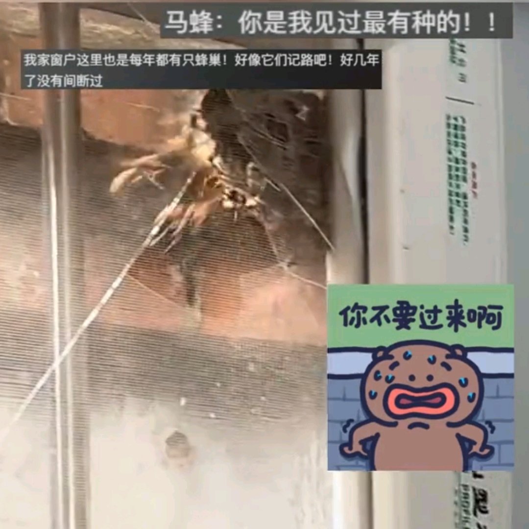 敲马蜂窝翻车现场