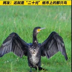 摄影师偶遇二十元纸币上的鸟