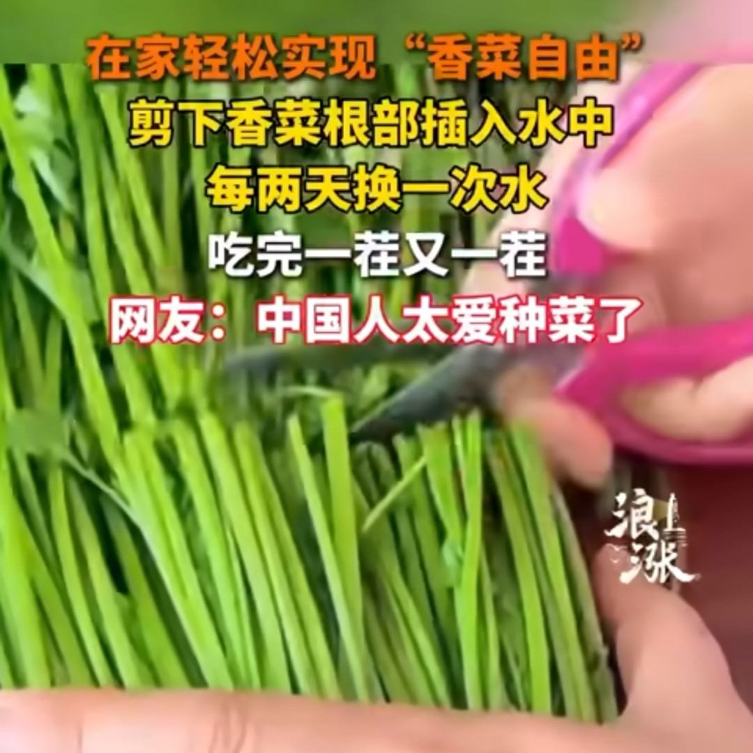 女子用香菜根水培实现香菜自由