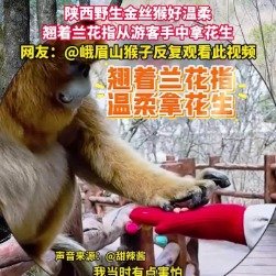 野生金丝猴翘着兰花指从女生手中拿花生