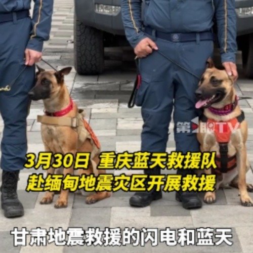 搜救犬闪电的孩子也上岗了