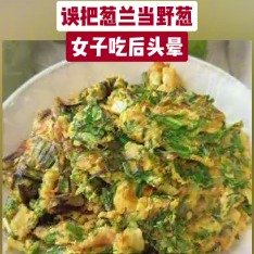 误把葱兰当野葱女子吃后头晕