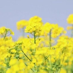 芜湖4000余亩油菜花海太治愈了
