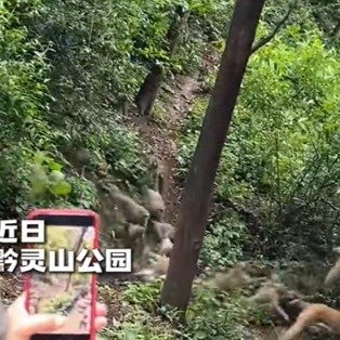 网友遇黔灵山猴哥通勤早高峰