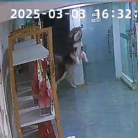 狗狗拆家从2楼坠落被狗绳勒脖
