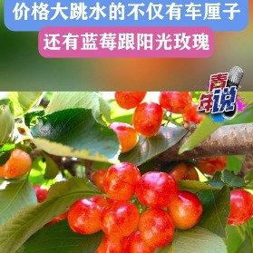 其实价格跳水的不仅有车厘子