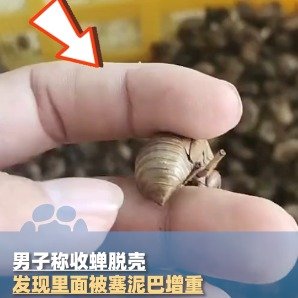 男子收2斤蝉蜕被塞泥巴增重